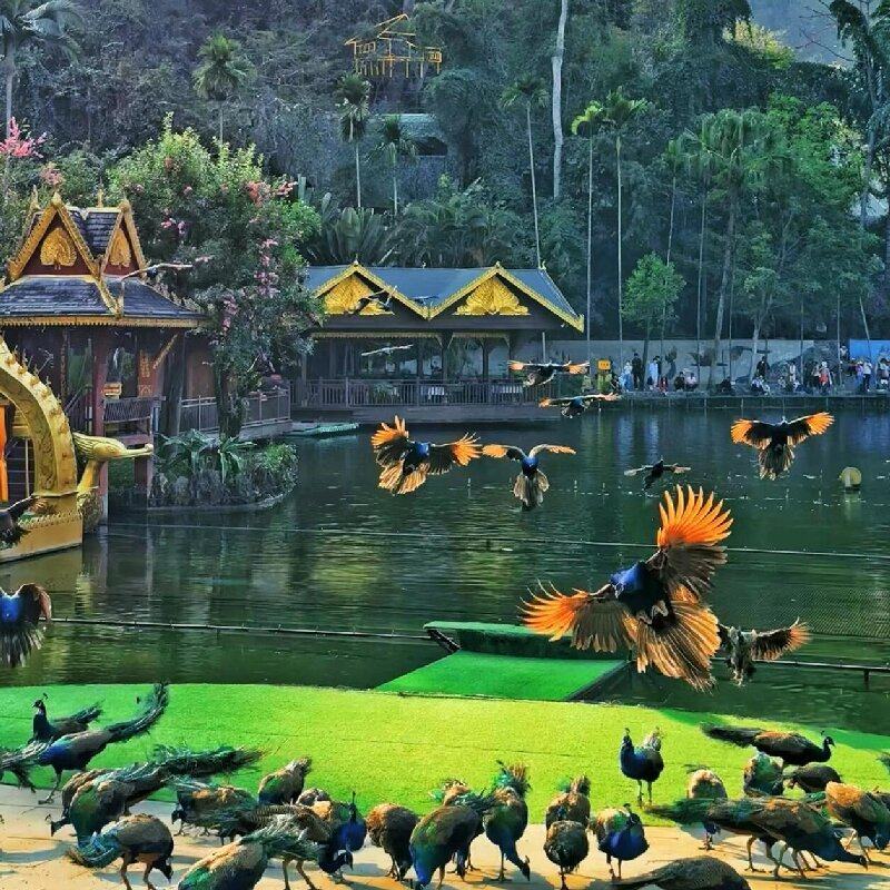 五星纯玩2+1头等舱云南旅游大理印象丽江动车回昆明西双版纳8日游