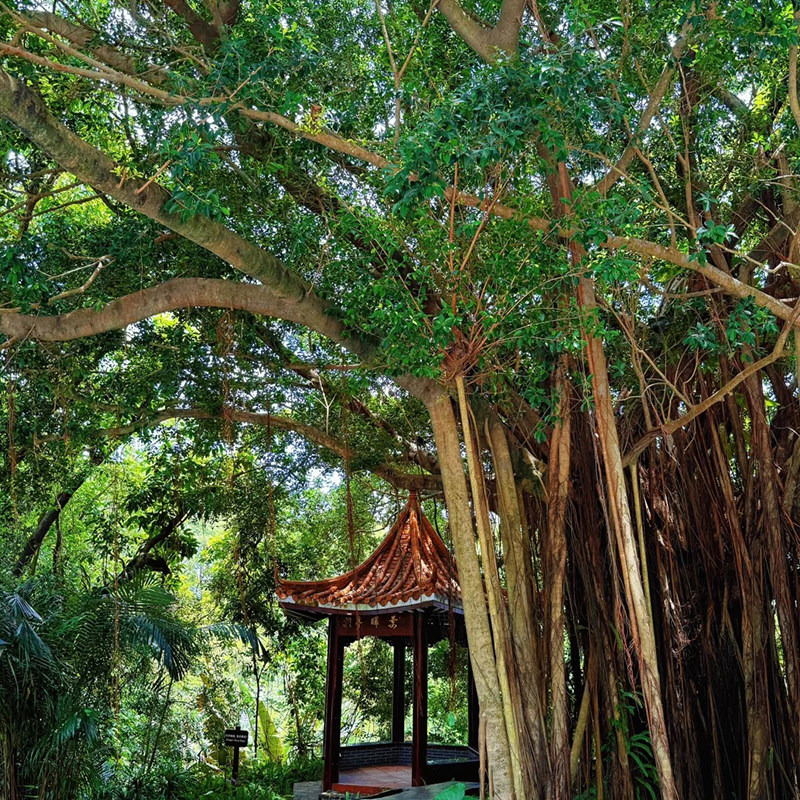 【广州出发】新兴龙山温泉酒店直通车半自由行纯玩2日游