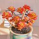 Large succulent plant flame Tia old pile rare variety expensive succulent plant flower succulent potted green plant