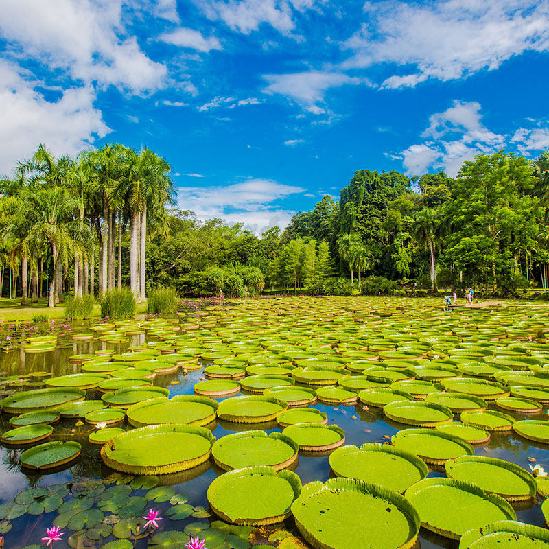 【精品小团】西双版纳旅游5天4晚野象谷中科植物园大佛寺纯玩飞猪