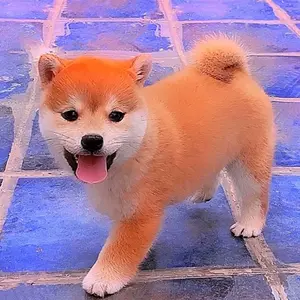 日本柴犬幼犬- Top 1000件日本柴犬幼犬- 2024年5月更新- Taobao