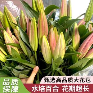 
Lily fresh cut flowers indoor living room balcony four seasons ornamental fresh fragrant plants flower home flower arrangement gift