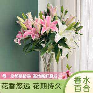 
Perfume lily Yunnan Kunming base now picks straight real flowers fresh flowers water-raised flower arrangement home office living room balcony