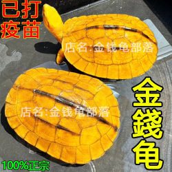 Pure Money Turtle Lucky Pet Shi Xiao