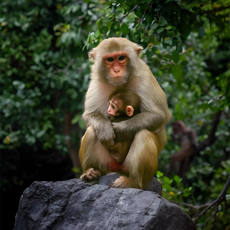 海南陵水三亚南湾猴岛+呆呆岛一日游纯玩私家团可三亚陵水出发