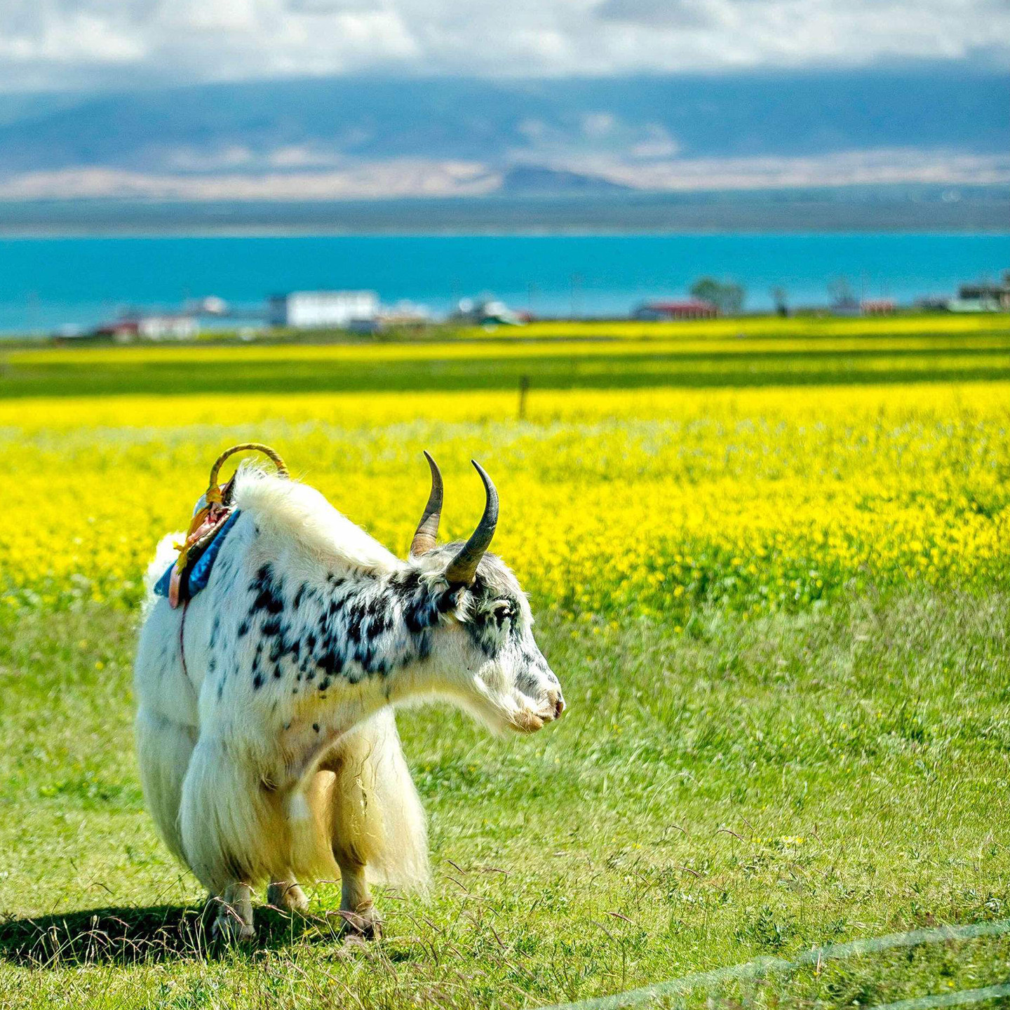 纯玩不购物1-8人小团青海旅游7天6晚大西北青甘大环线莫高窟茶卡