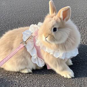 
Rabbit traction rope for autumn outings, adjustable jk flower skirt, pet small dog, kitten, dwarf rabbit universal rope