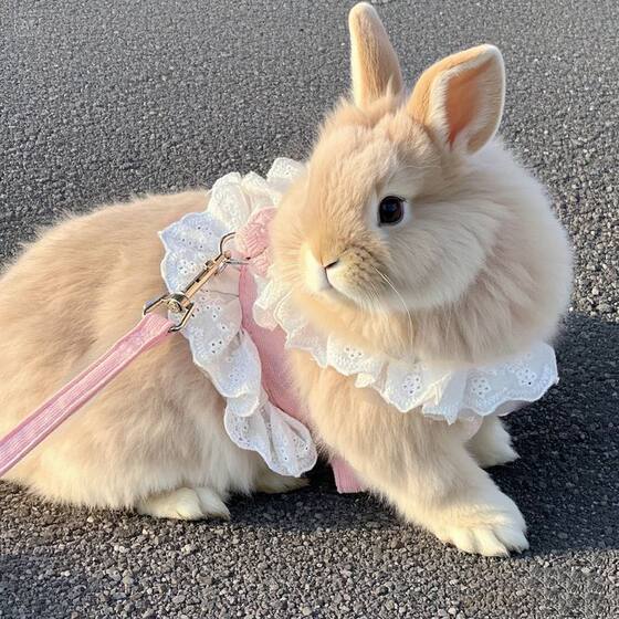 
Rabbit traction rope for autumn outings, adjustable jk flower skirt, pet small dog, kitten, dwarf rabbit universal rope