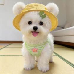 Cute Pet Bichon Dog Hat with Exposed Ears, Summer Thin Style, Sun Protection, Sunshade, Cat Outdoor Decorative Bucket Hat