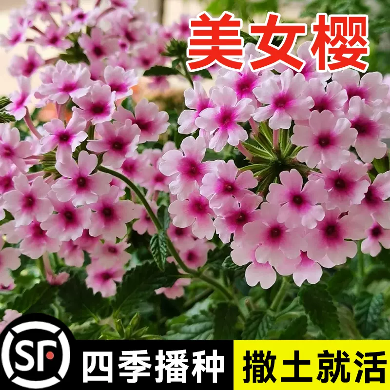 サンフラン藏紅花 サンフラン藏紅花