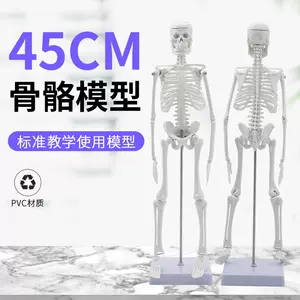 人骨标本- Top 100件人骨标本- 2024年9月更新- Taobao