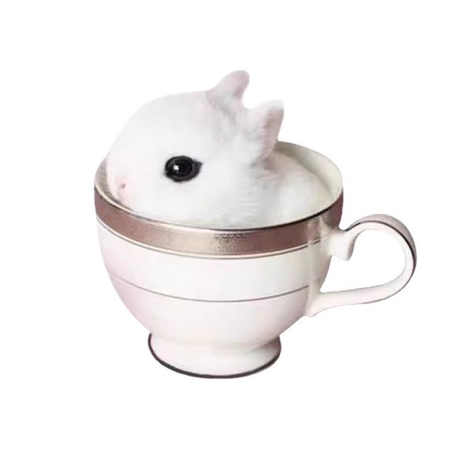 ly mini dwarf rabbit children feeding live animals hyacinthia small ...