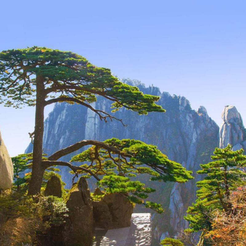 至尊黄山双飞4天(画里宏村+千年瓷都景德镇+塔川赏秋+婺源篁岭)