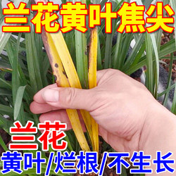 Special concentrated nutrient solution for orchids, plant yellow leaf black spot disease, flower-promoting nutrient solution, Huabao concentrated flower-promoting nutrient solution