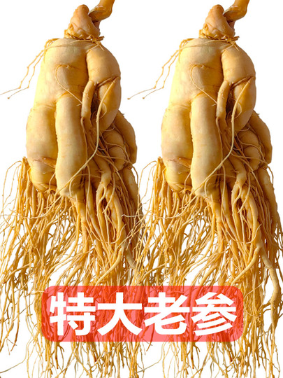 長白山高麗人参 - 4-9年物剪定形 長白山高麗人参 - 4-9年物剪定形