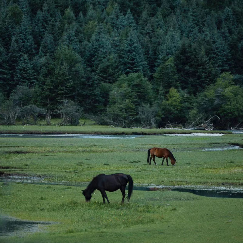 2-8人团川西纯玩小环线四日游四姑娘山色达鱼子西4天3晚跟团旅游