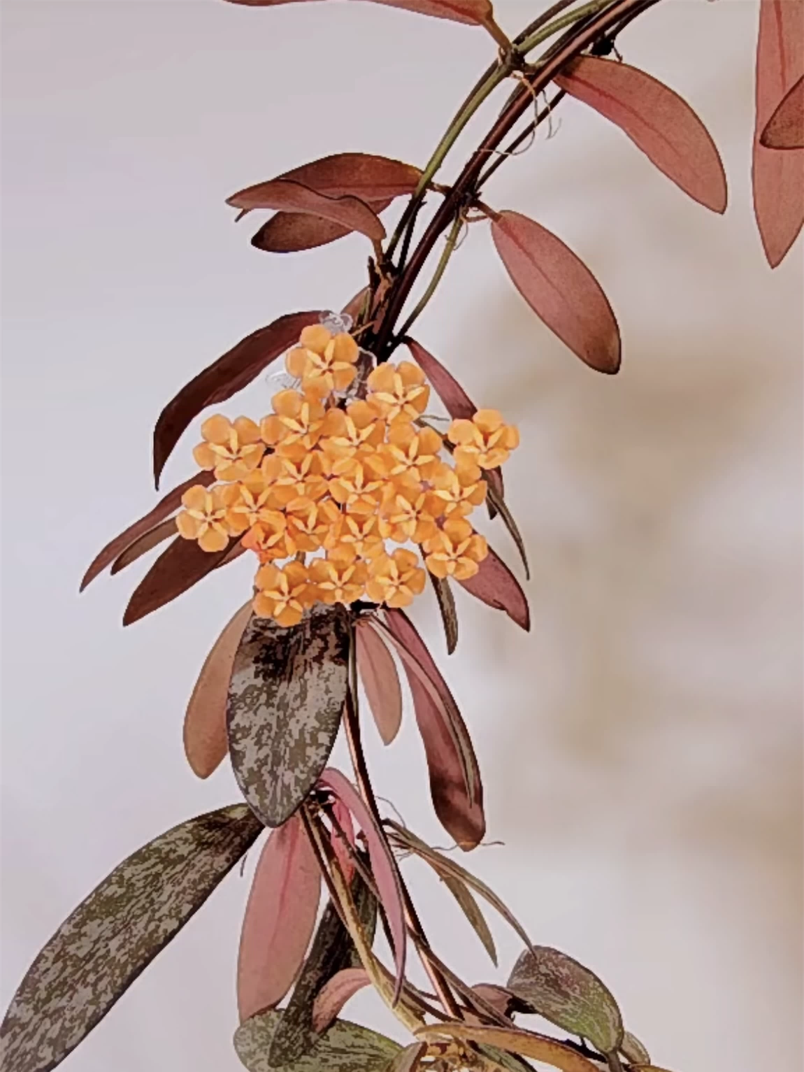 0905＊ホヤ＊Hoya ＊mathilde＊variegata＊マチルダ内斑入 杂交匍匐