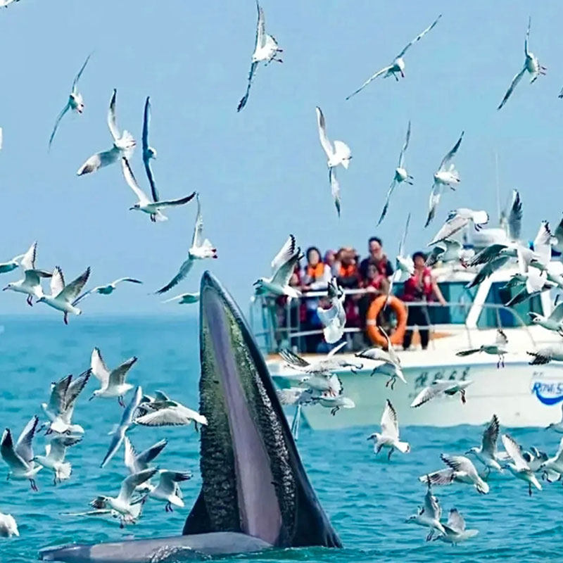 【2-12人小团】广西旅游涠洲岛北海纯玩6天5晚游4钻酒店+追鲸鱼
