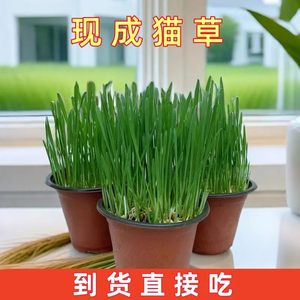 Cat grass has grown well potted plants have been planted well wheat seeds hydroponic hair ball slices kitten snacks hair ball removal supplies
