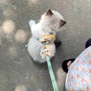 
Cat traction rope to prevent breaking and going out for cats, special rope for cats, chest strap, cat rope adjustable pet supplies