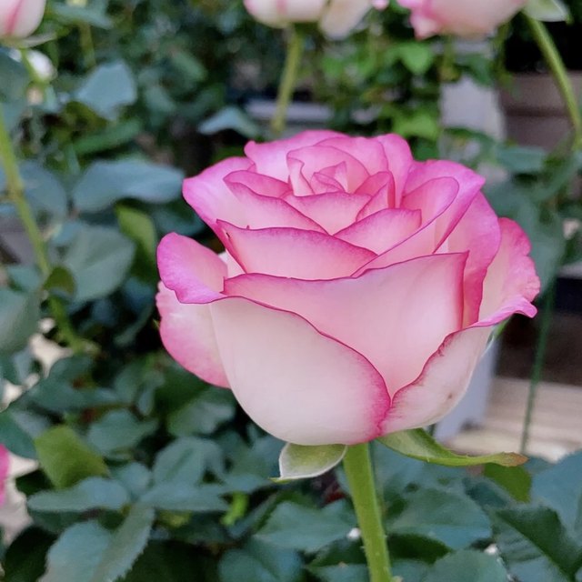 Complete list of rose varieties Elsa Rose Juice Balcony Black Buck ...