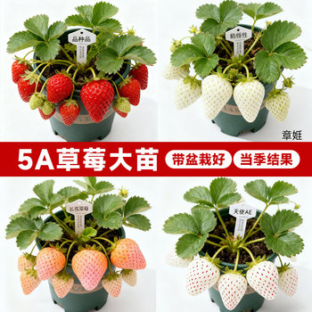 
5A grade strawberry seedlings with potted plants are guaranteed to survive