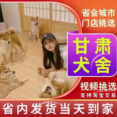 甘肃犬舍】日本柴犬幼犬活体双血统纯种赤黑柴豆柴家养宠物狗狗-Taobao