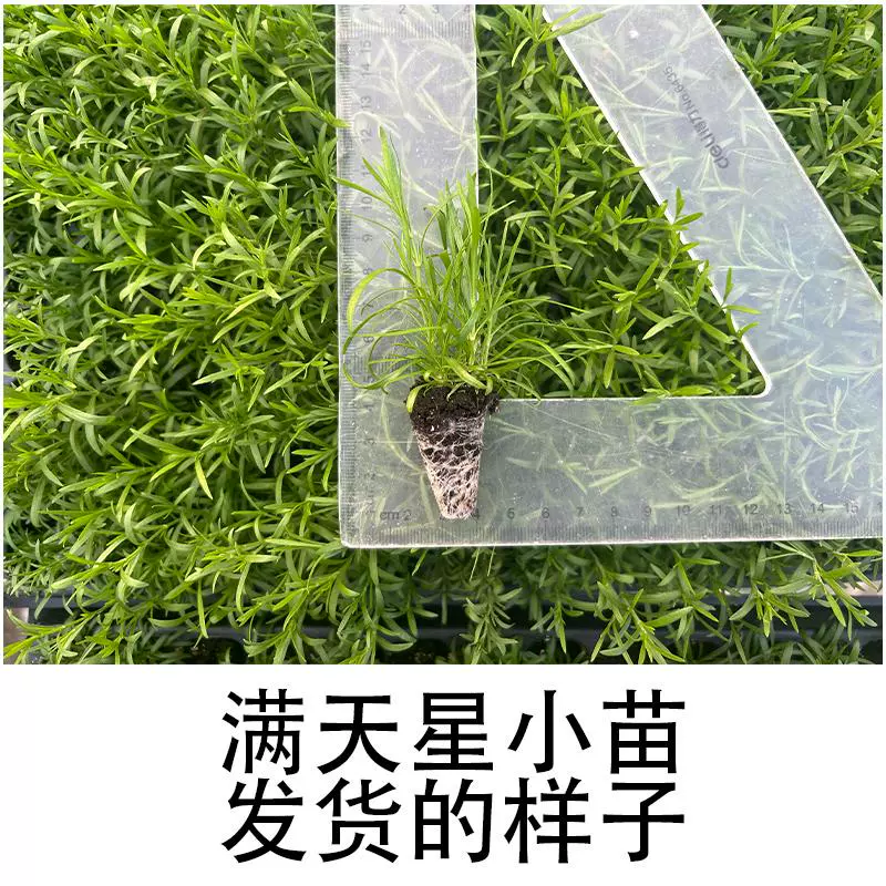 满天星小苗花卉盆栽满天星小苗