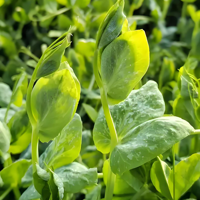 Sichuan Daweiwu pea tip seed pea seed sprout seeds hydroponic seeds seeds hydroponic seeds planting in autumn