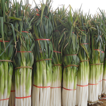 Zhongyuan iron-core giant onion seeds are high in four seasons