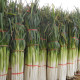 Long white striped green onion seeds can be planted in all seasons, cold-resistant seeds, and the seasonal farm vegetable seeds are heat-resistant and cold-resistant.