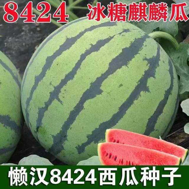 8424 watermelon seedlings potted Kirin large watermelon seeds southern grafted seedless watermelon fruit and vegetable seedlings