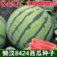 8424 watermelon seedlings potted Kirin large watermelon seeds southern grafted seedless watermelon fruit and vegetable seedlings