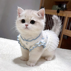 Cat Clothes Spring and Summer Suspender Princess Dress Dog Dress Thin Vest Anti-Shedding Breathable Golden Gradient Ragdoll