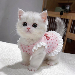Cat Clothes Spring and Summer Thin Breathable Dress Anti-Shedding Ragdoll British Shorthair Golden Tabby Dog Camisole