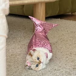 【Meow Meow Mermaid Tail】Cat Clothes Pet Photo Props Creative Pet Decoration Funny Accessories