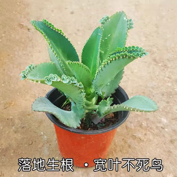 Phoenix succulents wide-leaf Phoenix potted lace princess large leaves fall to the ground and take root, heat-resistant and easy to maintain