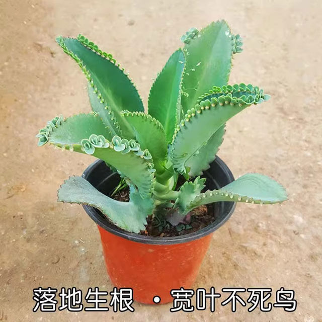 Phoenix succulents wide-leaf Phoenix potted lace princess large leaves fall to the ground and take root, heat-resistant and easy to maintain