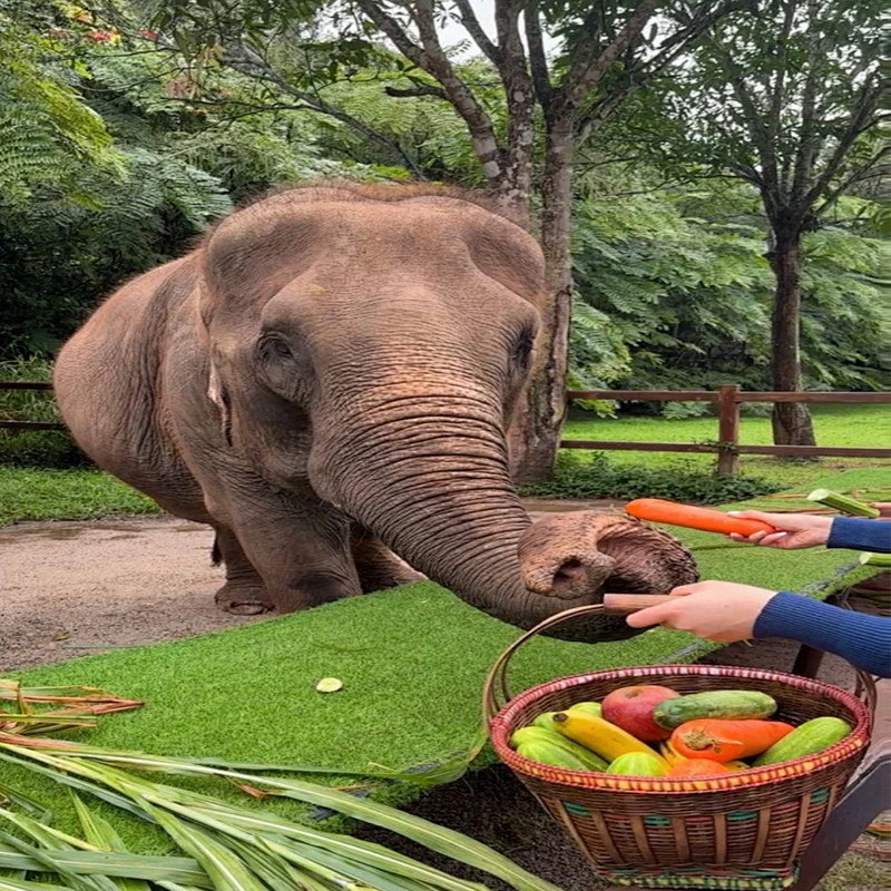 云南西双版纳旅游纯玩无购物4-5钻酒店5-9座商务用车5天4晚私家团