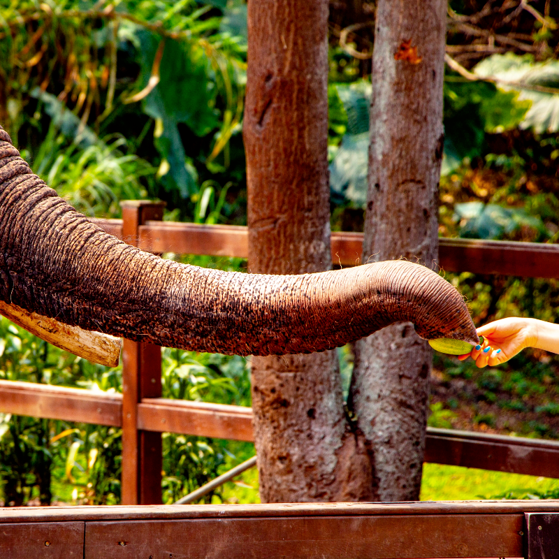 【秋季游】西双版纳野象谷原始森林公园包车一日省心游可制定行程