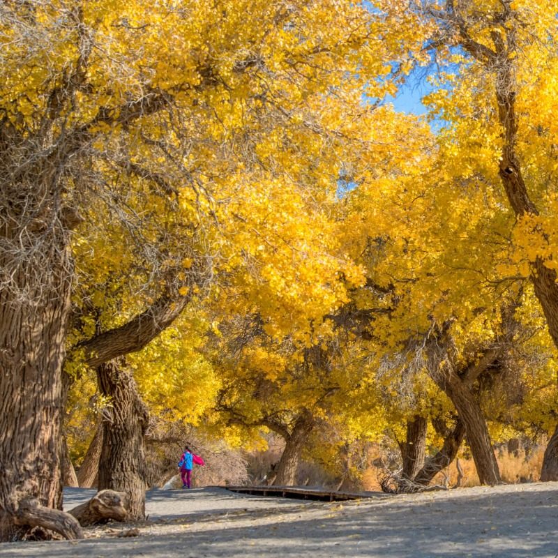 克孜尔千佛洞/独库公路南段/塔里木胡杨/塔克拉玛干 2日游2人起订