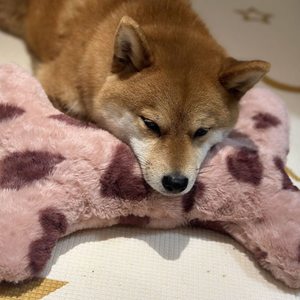 
Dog bone plush toy pet sound relief bone doll molar puppy cat teddy dog toy