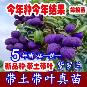 
Violet lychee seedless Feizixiaobing lychee tree grafting north and south four-season fruit lychee tree planting in a pot
