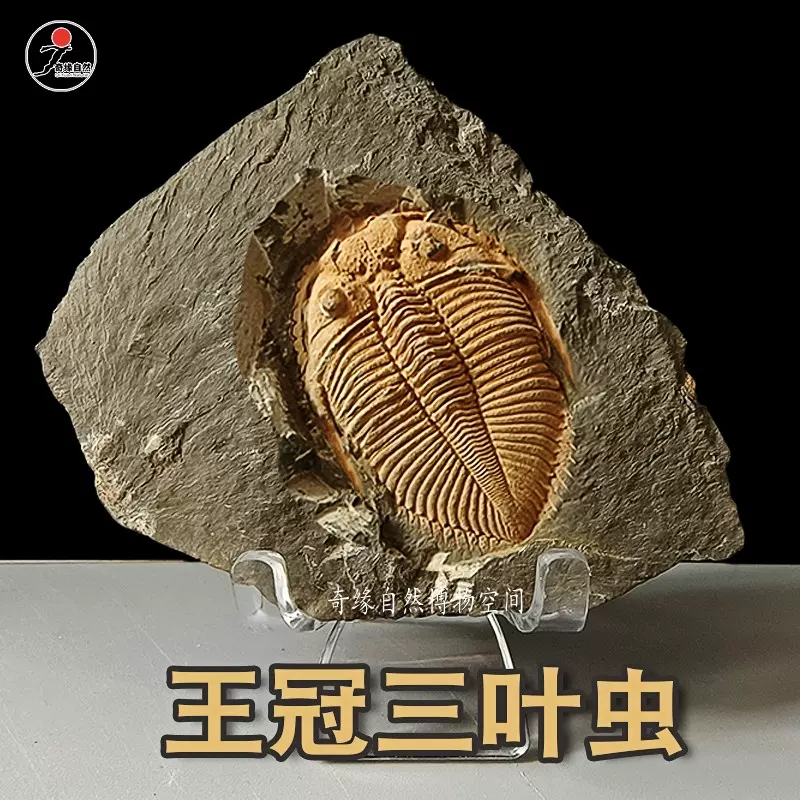 王冠三叶虫鱼树古生物化石原石天然考古标本客厅桌面创意摆件饰品-Taobao Malaysia