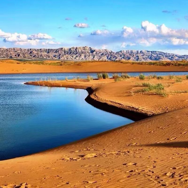 银川包车出发乌海湖一日游+网红沙漠枯树林+拉僧庙+远观甘德尔山