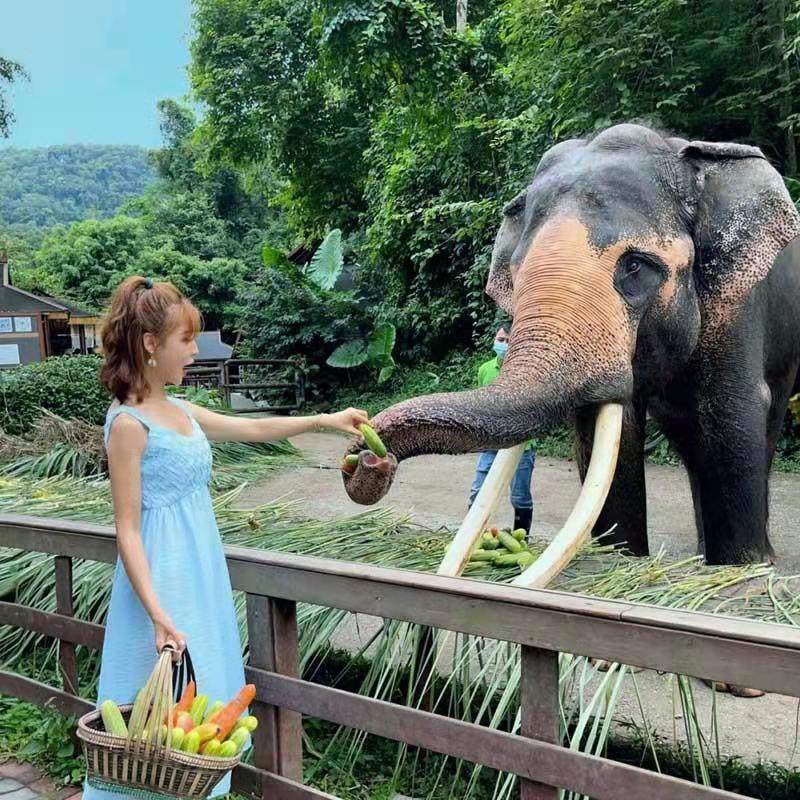 云南旅游自由行西双版纳5天4晚纯玩亲子家庭旅行普洱小熊猫野象谷