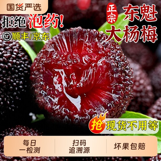 
SF Free Shipping Authentic Dongkui Big Bayberry Granules Packed Seasonal Freshly Picked Fruits for Pregnant Women Full Box Free Shipping