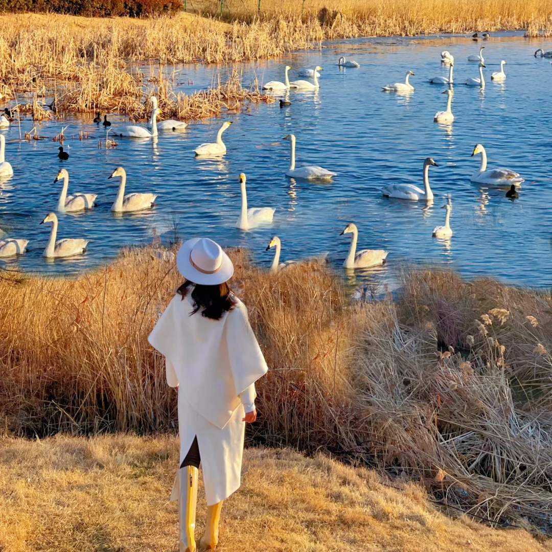 纯玩8人拼小团半岛5日游3大5A崂山/刘公岛/蓬莱阁5钻温泉天鹅湖