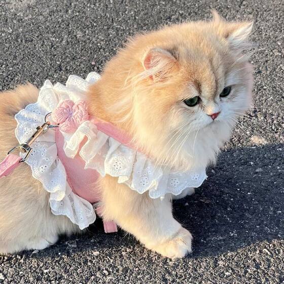 Cat leash sweet JK chest and back prevent breaking free cute cat walking leash Devin cat dog let go pet chain