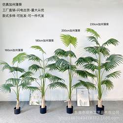 Nordic tropical California Palm Smooth Smooth Smooth Smooth Smooth Smooth Smooth Smooth Smooth Smooth Smooth Smooth Smooth Smooth Smooth Smooth Smooth Smooth Smooth Smooth Smooth Smooth Smooth Smooth Smooth Smooth Smooth Smooth Smooth Smooth Smooth Smooth Smooth Smooth Smooth Smooth Smooth Smooth Smooth Smooth Smooth Smooth Smooth Smooth Smooth Smooth Smooth Smooth Smooth Smooth Smooth Smooth Smooth Smooth Smooth Smooth Smooth Smooth Smooth Smooth Smooth Smooth